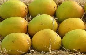 अल्फांजो आम