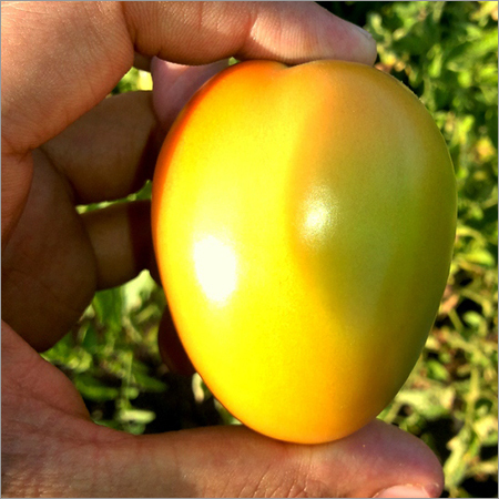 कच्चा टमाटर