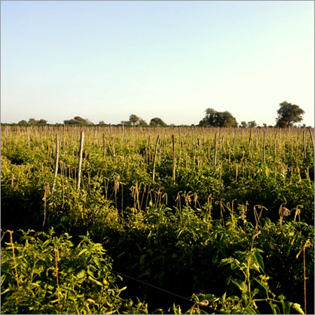 टमाटर फार्म