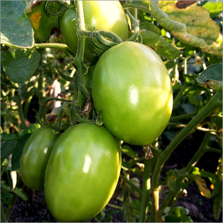 ताजा कच्चा टमाटर