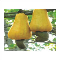 ताजा कच्चे काजू