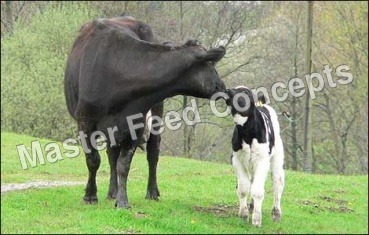 cow calf