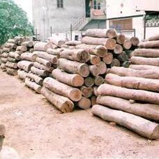 भारतीय सागवान लकड़ी की लकड़ी