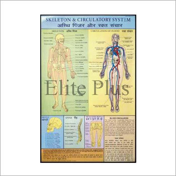 संचरण तंत्र चार्ट