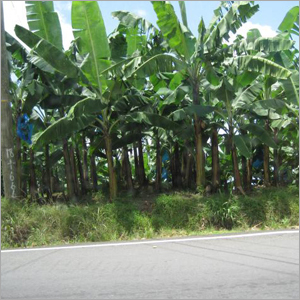 केला का पत्ता