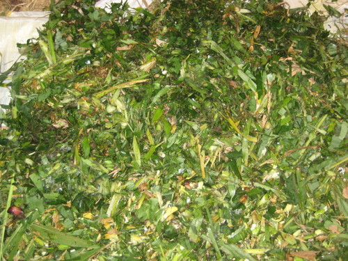 मशीन ग्रीन बायोमास श्रेडर