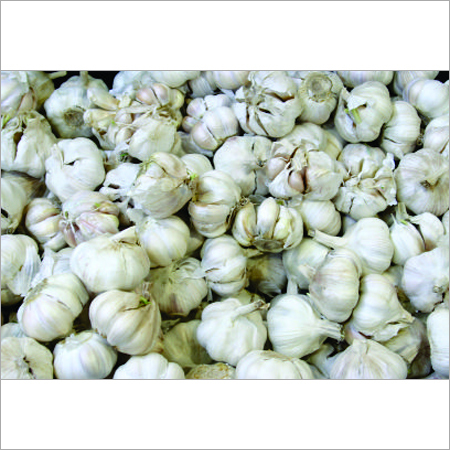 Fresh Garlic
