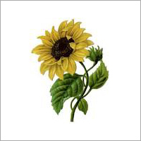 Edible Sunflower Oil