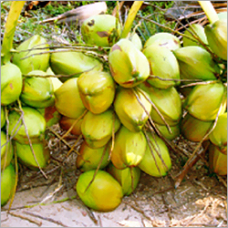 नारियल हाइब्रिड पौधा