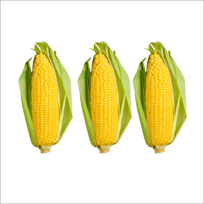 पीला मक्का