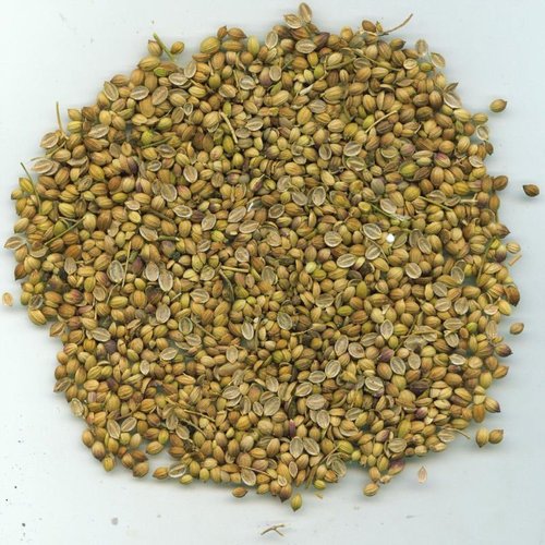 Coriander Split