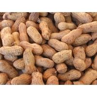 Groundnut Kernels