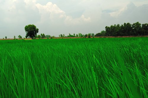 गोडावरी की जांच करें