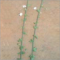 सिटरा मुठ्टी