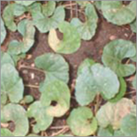 एलीकट्थिलाई