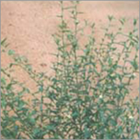 अरिवलमानै पूंडू