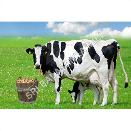 Cattle Feed