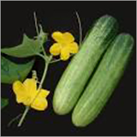 हरा खीरा