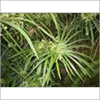 नगरमोथा पौधा