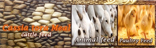 गायों के चारे के लिए कैसिया तोरा का आटा