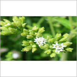 हरा स्टेविया