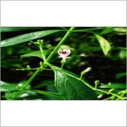 कालमेगा एंडोग्राफिस पैनिकुलाटा