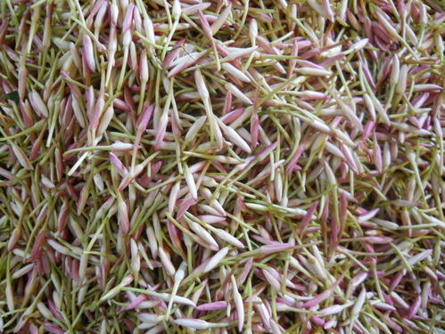 जथिमल्लि फूल