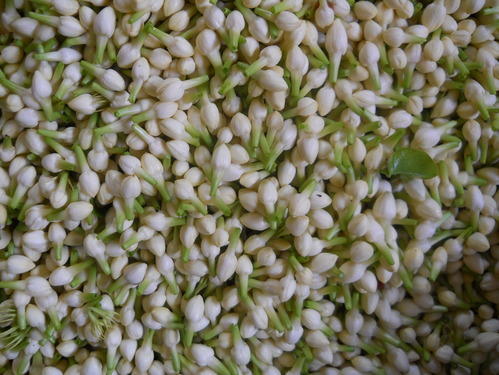 मदुरै जास्मिन के फूल