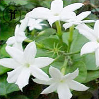 जैस्मिनम ऑरिक्यूलेटम आवश्यक तेल