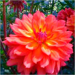 बकुल अत्तर