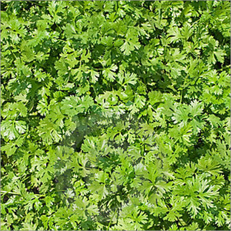 Coriander