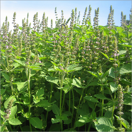 Tulsi