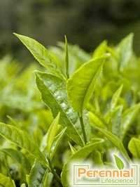 GREEN TEA EXTRACT WITH TEA POLYPHENOLS