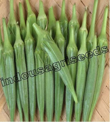 Hybrid Okra Seeds