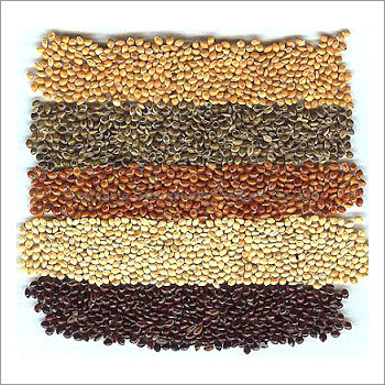 Millet seeds