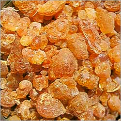 गम अकासिया