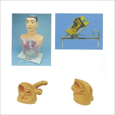 First Aid Skills Training Models 28 - Color: Skin Color