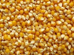 मक्का का अनाज