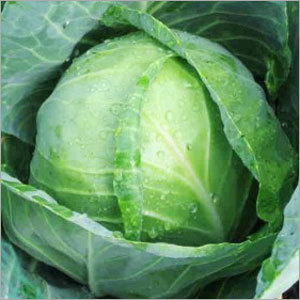 गोल्डन एकर