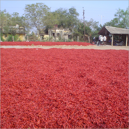 शिकन तना रहित