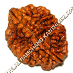 2 Mukhi Rudraksha
