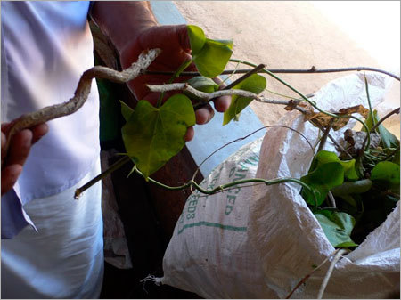 Fresh Herbs - Churan & Powder Form | Highly Nutritious, Safe to Use, Longer Shelf Life, Rich in Antioxidants