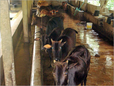 Cow Urine Treatment