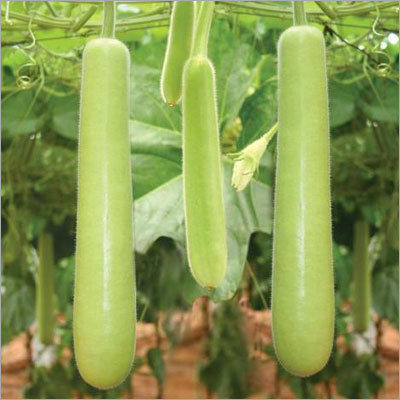 Hybrid Bottle Gourd Seeds