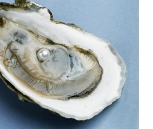 Live Oyster