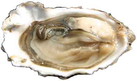 Live Oysters Fish