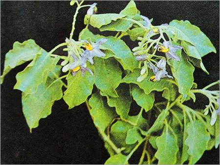 आ herbal अर्क