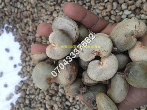 कच्चे काजू