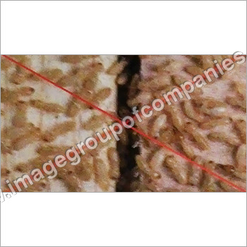 termite प्रमाण यौगिक