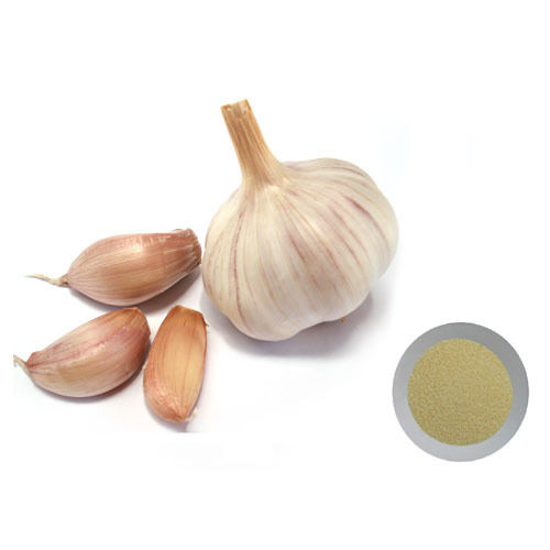 Garlic